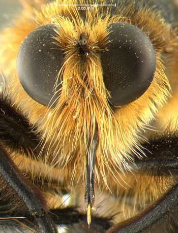 Media type: image;   Entomology 19574 Aspect: head frontal view
